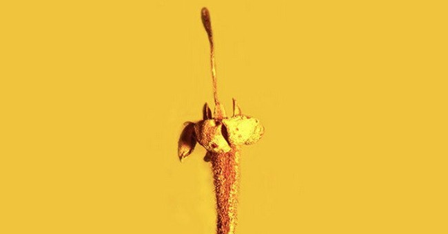 Detection of the first chrysanthemum fossil specimen contained many toxicity