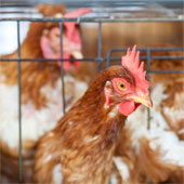 Detection of the second bird flu outbreak in the Netherlands