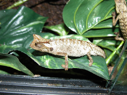 Detection of tiny chameleon species 2.5 cm long