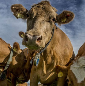 Detection of 'toxic to humans' gene in cow dung