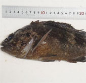 Detection of ultra-high-level contaminated fish near Fukushima 1