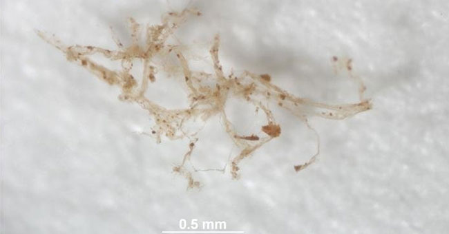 Detection of vein dinosaurs existed for 80 million years