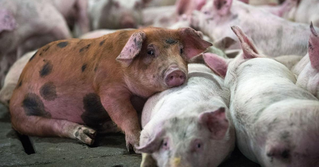 Detection of viruses causing diarrhea in pigs is likely to infect humans