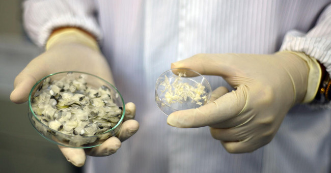Detection of wound healing of collagen in fish scales