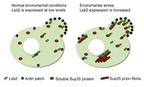 Detection of yeast Lsb2 protein promotes Prion formation