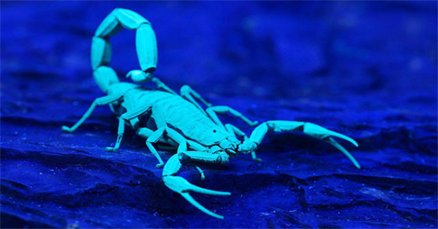 Detects a special fluorescent compound from the scorpion's armor