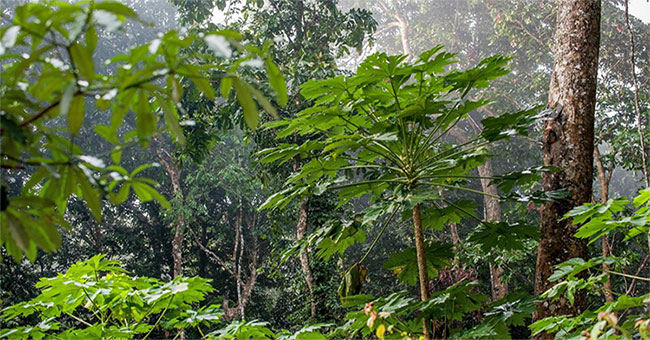 Detects compounds in tropical plants that cure pancreatic cancer