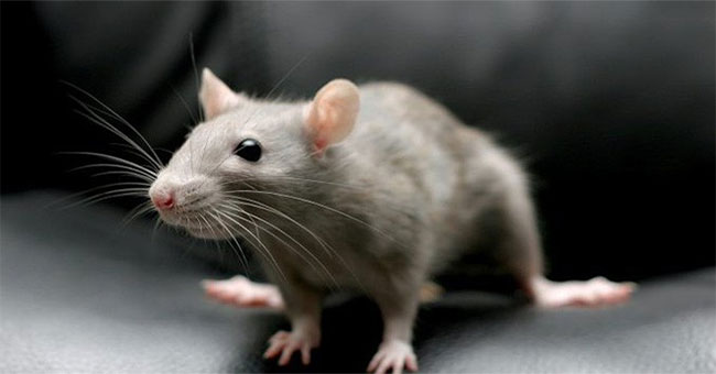 Detects compounds in vegetables and chemotherapy drugs that slow down aging