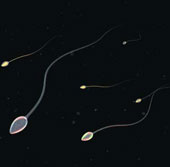 Detects genes that cause infertility