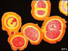 Detects proteins that control immune system activity