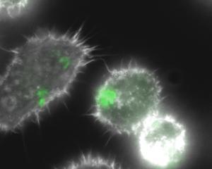 Detects sweet and sweet properties of Salmonella and its ability to cope with this bacterium