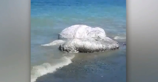 Determination of 6-meter-long hairy creatures washed up on the coast of the Philippines
