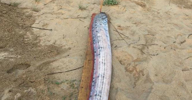Determined fish rowing paddled continuously to the coast of Quang Binh - Ha Tinh