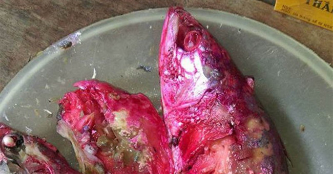 Determining the cause of the fish stock for overnight transfer turns red