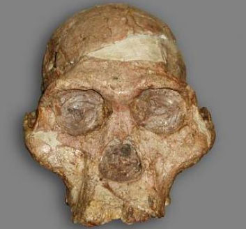 Determining the evolution of human apes