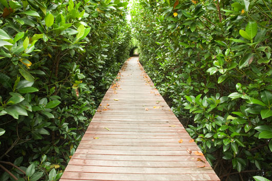 Develop a global distribution map of mangrove forests