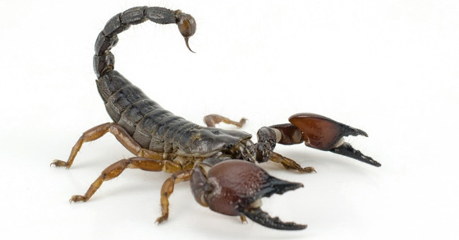 Develop a scorpion robot to serve medical research