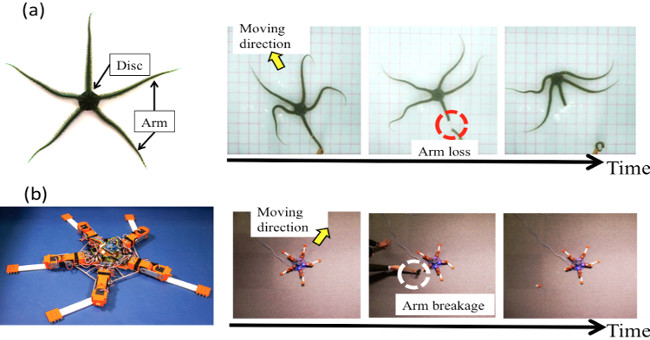 Develop a sea star robot to overcome the sudden damage