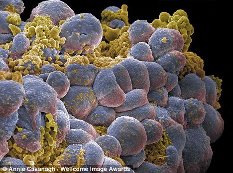 Develop drugs that kill many types of cancer