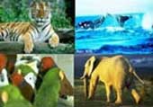 Develop national biodiversity action plan