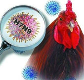 Develop rapid test kits for H7N9 virus