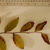 Develop solutions to identify areas of landmines based on trees