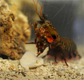 Develop super light materials inspired by headline shrimp