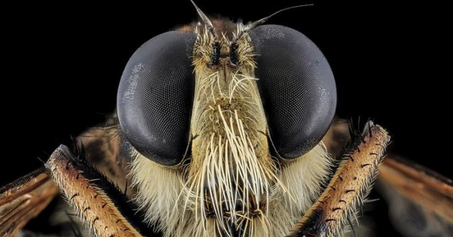 Develop UAV from the positioning of the bumblebees