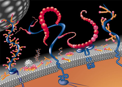 Developed a method for mapping cell receptors that regulate inhibitory reactions