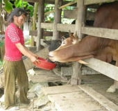 Developing cattle breeding in the Central Highlands