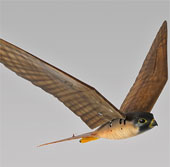 Developing flying robots to chase birds destroys crops