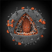 Development of a vaccine to completely destroy SIV in monkeys