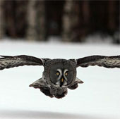 Development of aircraft less sound owing to owls