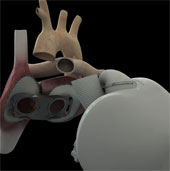 Development of artificial heart from cow heart tissue
