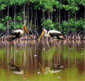 Development of mangrove forest ecosystem by regeneration