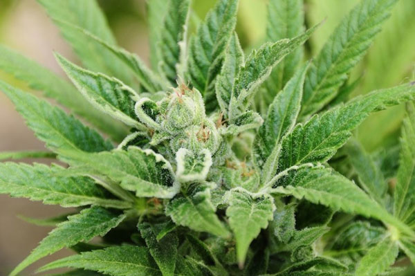 Development of new, less addictive cannabis varieties