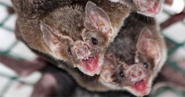 Devil bats kiss their species in exchange for blood