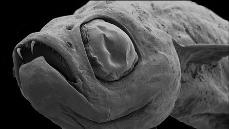 'Devil face fish' bared milk teeth