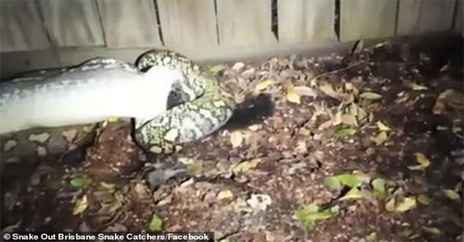 Devoured by pythons, animals with maternal bags could do the last thing