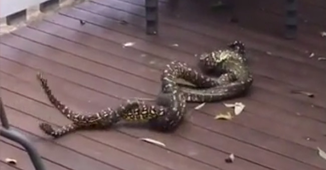 Diamond python in front of people in Australia