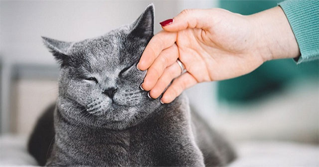 Did you know how to caress cats properly?