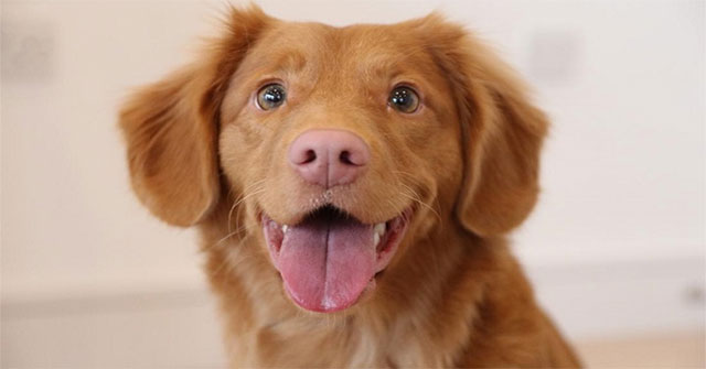 Did you know: Pets can donate blood to each other