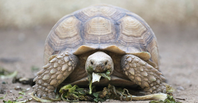 Did you know: turtles survive through the winter by ... breathing on the butt