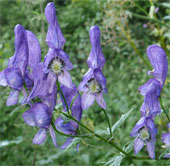 Die for poisonous plants in the garden
