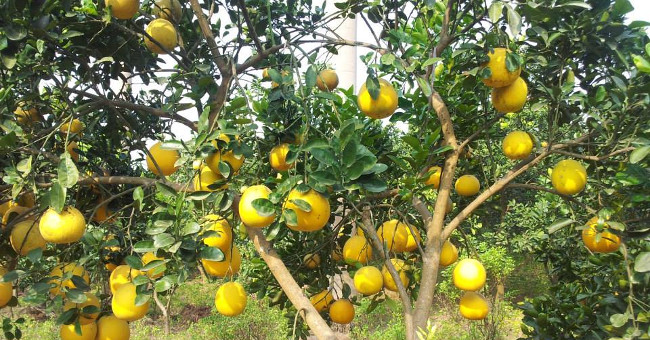 Dien grapefruit planting techniques for wrong and succulent fruits