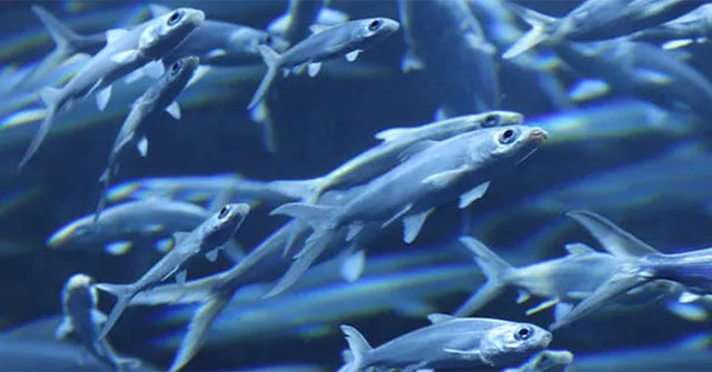 Difficult question: Do fish sleep?