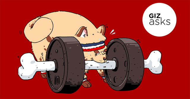 Difficult questions: In addition to humans, are there any animals that know how to exercise?
