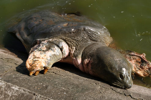 Difficult to find descendants for Sword Lake turtle
