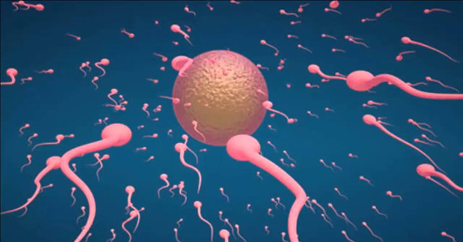Difficulty: How long does sperm take to meet an egg?