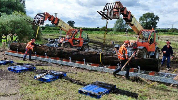 Digging the 5,000-year-old oak tree trunk